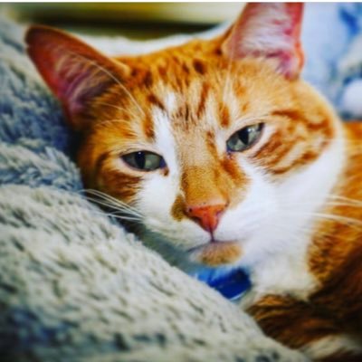Hey I’m Jasper adorable ginger Tomcat age 3 my famous owner is @Lsimmonds49 📷 Enquiries cat modelling email us follow me to see cute pics of me Meow 😺