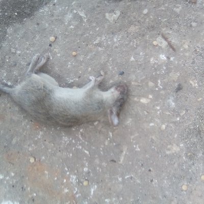 Futex1's profile picture. Control de las plagas de la oposición