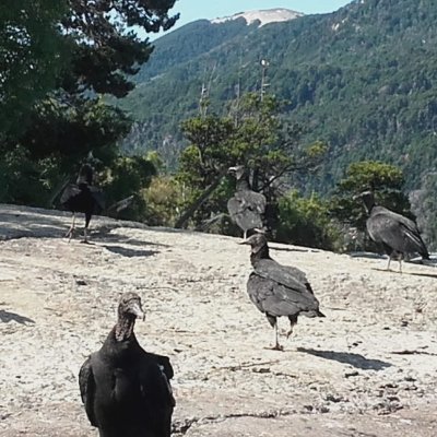 Veterinario
Residencia IZLP
Doctor en biología
Grupo de Investigaciones en Biología de la Conservación
Universidad del Comahue-Conicet