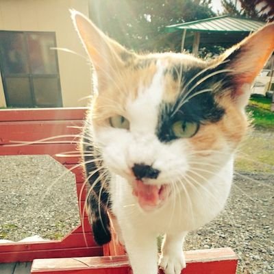 夜永智幸 Kotyonok ムシャクシャしててゴルゴ13よみかえしてるけど 落日の死影 良いね やっぱax 10好きだわ ゴルゴのライバルで一番すげー奴だと個人的には思っているんだけどね 口悪そうなイケメン白人だから劇画映えしそうだし スピンオフとかも 夜永智幸 Kotyonok ムシャクシャしててゴルゴ13よみかえしてるけど 落日の死影 良いね やっぱax 10好きだわ ゴルゴのライバルで一番すげー奴だと個人的には思っているんだけどね 口悪そうなイケメン白人だから劇画映えしそうだし スピンオフとかも