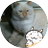 (猫さま)ぎっちょん(赤さま)のアイコン