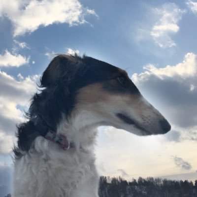 #russianwolfhound #borzoi #dog #русскаяборзая #борзая #русскаяпсоваяборзая #взаимнаяподписка #взаимный #animal #pet