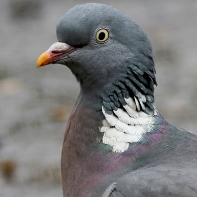 Fed the pigeons in my backyard so much that they can barely fly over the fence.