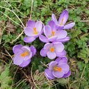 Sandra Bernhard - @SandraB52781510 - Twitter