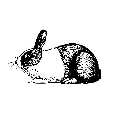 The online store for rabbit lovers!
#rabbits #bunny #rabbitlove #shopbunnies