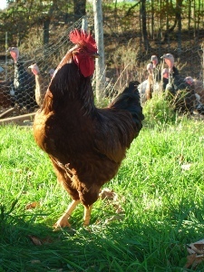 TheHoads's profile picture. Farmed commercially for 9 years, Closed 04/2013now? operating Maine Dot Cafe, closed by Covid19, mostly staying home.