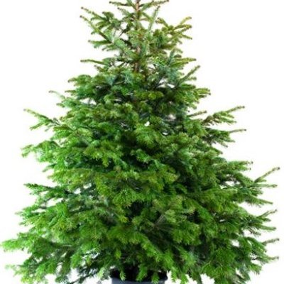 RMXNavidad's profile picture. Soy Navidad, y no La Navidad. Subiré algo de vez en cuando.
Tengo adoptado un pingüino.