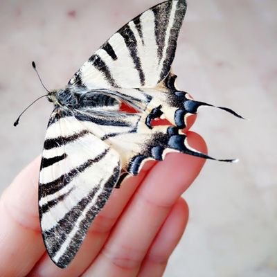 Osmanlıca/ Kitap/ Müzik/ Şiir/ Bulmaca/ Doğa/ Tasarım/ Buluş/ Evli/ 2 erkek çocuğuna Anne