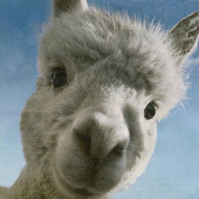 Mariana_Gora's profile picture. Llama in disguise