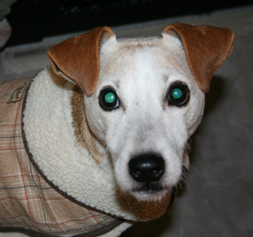 13 year-old Jack Russell Terrier with Awesome owners!