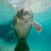 Manatee Every Day (@manateeeveryday) Twitter profile photo Manatee Every Day (@manateeeveryday) Twitter profile photo