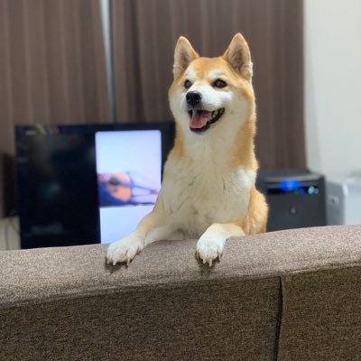 ちょっぴりドジな20歳の柴犬 すえこ 保護猫 4匹との暮らし #柴犬 #すえこ #保護猫 #犬との暮らし #犬と猫のいる暮らし YouTube始めました! これからアップしていくので見て下さい😄 https://t.co/zO76zuud16