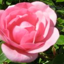 Meredith Ball - @FitMindFreeBody - Twitter