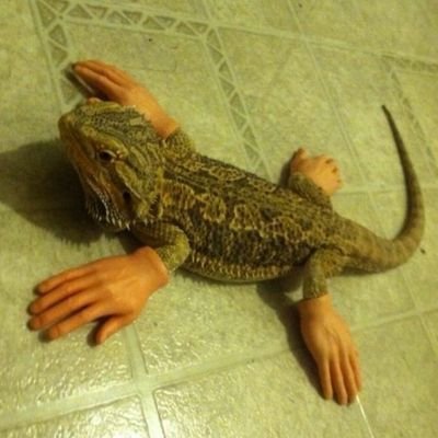 InfinitePlasmid's profile picture. This whole box is Pepe Silvia