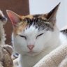 aqua2015081's profile picture. IT系エンジニアです。言語はC#, C, C++, JavaScript,SQL,HTML,Python、OSはWindows,Linuxで開発しています。 Windowsはパッケージソフト、Linuxは車載のミドルウェア、組込みはARMのSTM32マイコンとか扱っています。クラウドはAzureでサーバーレスなど。