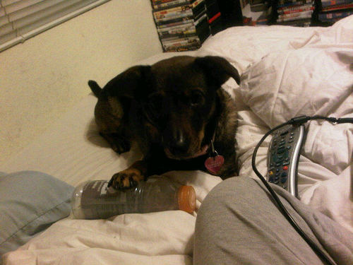 cutest lil mutt ever!...i enjoy tossing my toys aorund,playing with my boy sonny, barking at the most inoppertune times and causing all around mayhem