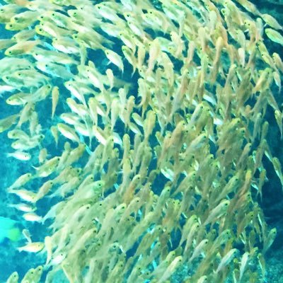 hamachiction's profile picture. 名ばかりプログラマーです👩‍💻