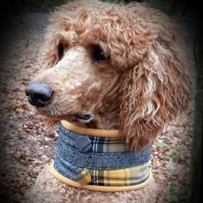 Country girl .
Hate the EU .
Conservative,  
Brexit , 
Hunt legally locally and sustainably.
Love foraging, hunting for food and fishing where I live .🐩