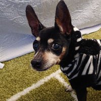 TAMA@家庭菜園・野菜栽培 (@moca_vicky) 's Twitter Profile