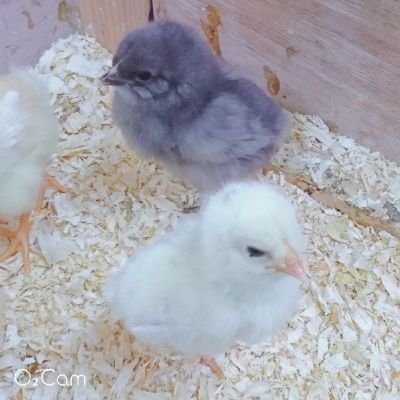 PhIMFVE9LTiNJ9z's profile picture. 元ソフティーカフェイン中毒患者。まだおとわっかが私の中の流行