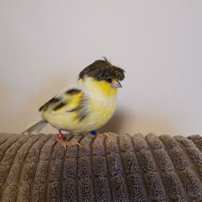 perthjanarak's profile picture. 🐼