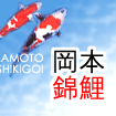 石川県金沢市の岡本錦鯉センターです。岡本の鯉は「うちに嫁にきて、早や鯉令１０才、まだまだ楽しめるぞ」そう言って頂けるような鯉を目標に日夜努力しております。