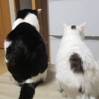 保護猫の部長♂とやまいも♀️ともずく♀とおこげ♀の日常です！
無言フォロー失礼します(・・;)))