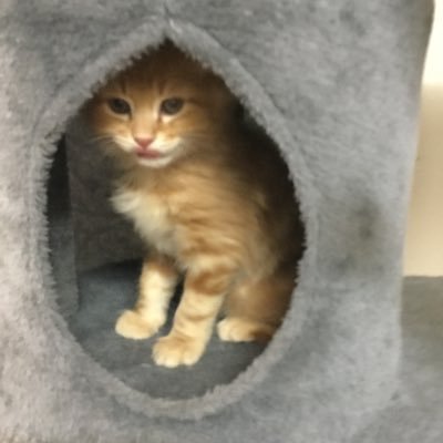 CrispybaconSub2's profile picture. Hey