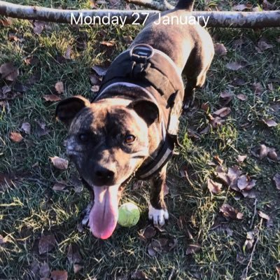 pauljames420191's profile picture. Palace fanatic and Bromley fc fan. Animal lover especially Dogs. Was formerly Pauljam42019686