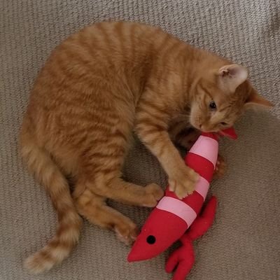 はじめまして♪
保護猫の茶トラ男の子を飼っています🐱
無言フォローOKです☺️こちらも無言フォローしてます😱
趣味:映画・音楽･美術鑑賞、旅行、楽しい事大好きです🎵
あぁ…マルタ島に行きたい❗