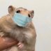 happiest_hamster_alive (@nojustgetout) Twitter profile photo happiest_hamster_alive (@nojustgetout) Twitter profile photo