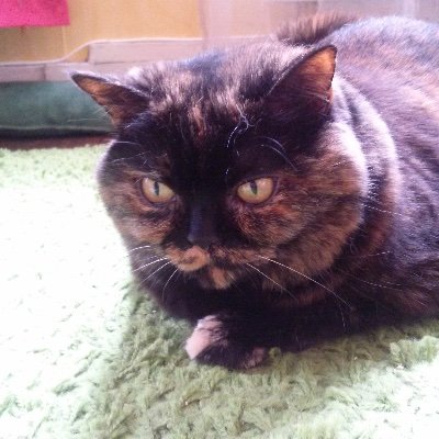AsmaraBibou's profile picture. Je m'appelle Asmara. Je suis un chat. Je vous déteste tous si je vous vois. Je peux vous supporter, mais de loin.
#CatsOfTwitter #Tortitude