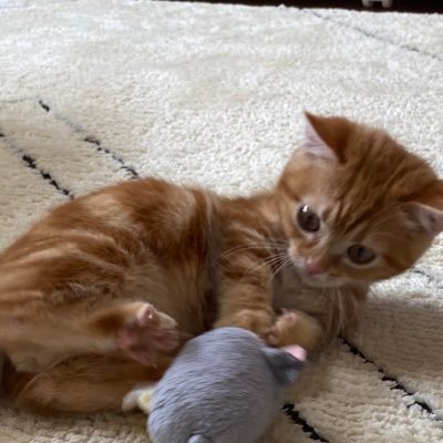 ねこまんち ちゃび もぐらたたき風の動き 猫動画 猫好きさんと繫がりたい もぐらたたき