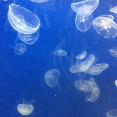 3jA5VNQAwlj6JMx's profile picture. 白石高校卒→東北工業大学MC学科 →柴田/ユニエア/白石聖ファン/プロスピ/ヤクルト/楽天