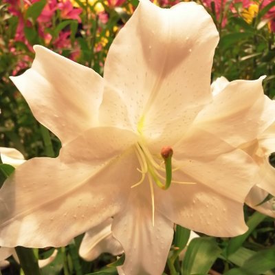 Redred_Violet's profile picture. 