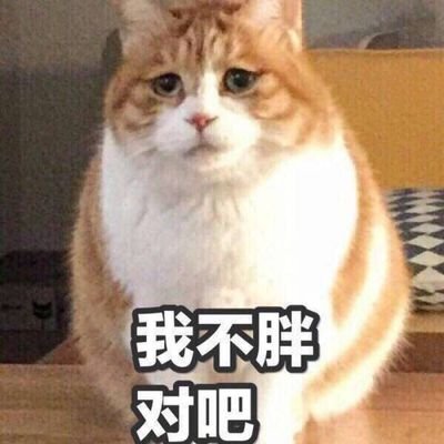 I have a cat // 深度腿控