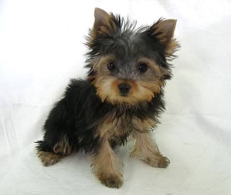 mansema's profile picture. 美味しいもの食べてノンビリしたい