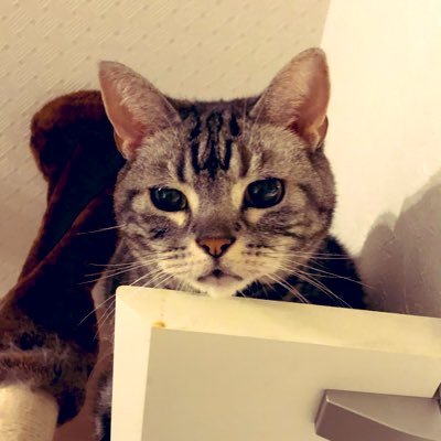 ameame1113's profile picture. ポルノグラフィティ大好きすぎる。ファン24年目ラバッパー21年目。 SixTONESハマり中。アメショ/スコティッシュ/ミニシュナと一緒。実況者れぷちん🐻‍❄️/トシゾー🥸推し。