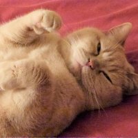 Ann Wilkinson (@annwilk88393665) 's Twitter Profile