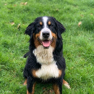 Man Utd ST Holder, Bernese Mt Dog Owner, Guinness enthusiast