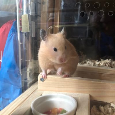 ハムスター🐹🐹2匹とフクロモモンガ飼ってます。趣味はゴルフ🏌️‍♂️・卓球🏓・剣道・旅行🚐✈️等…小動物用に小さな庭で野菜を栽培してます。