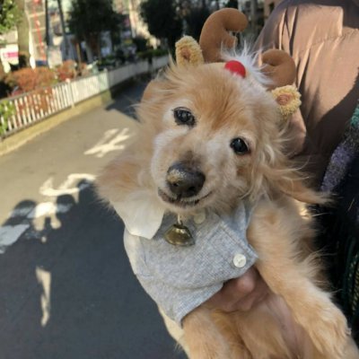 nvlucandy0920's profile picture. 2020年7月に17歳とほぼ10ヶ月で愛犬キャンディが、2023年11月に推定14歳で、愛犬レイがお空🌈へ旅立ってしまいました。好きなのは🐶のことならなんでも、シャンシャンはじめ上野🐼ファミリー、飛行機✈(見るのも乗るのも）、ドールハウス作り、スターウォーズ🌠