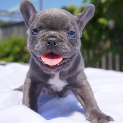 Here at greenfieldbulldogshome we strive to produce well mannered, clean and happy french bulldogs.
We are located in Snellville Georgia. (470) 344-3978