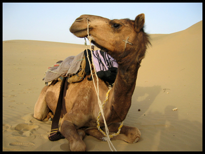 academico1011's profile picture. Academische Commissie van de LSV Minerva!