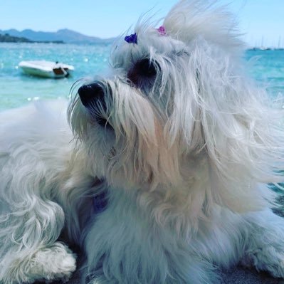 bojo_dj's profile picture. Only Commenting. Freedom.