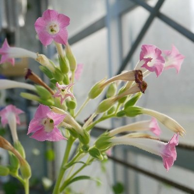 TomohisaShimas1's profile picture. Assist. Prof. Hokkaido University. Interested in plant-microbe interactions.