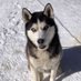 Jack Londonโs Dog (@galenicholsz) Twitter profile photo Jack Londonโs Dog (@galenicholsz) Twitter profile photo