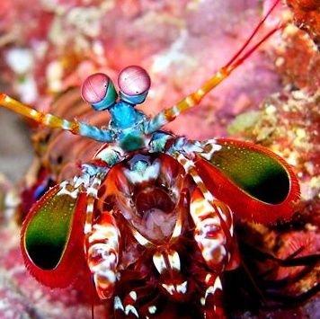 Happy Mantis Shrimp 🦐