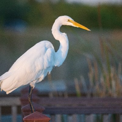 swj510's profile picture. 