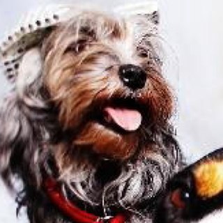 BeezTheDog's profile picture. I'm the little ninja dog of your dreams.I run do fast you canmot catch me. Powered by @atxdogfriendly